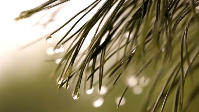 Галеновые экстракты смотреть онлайн