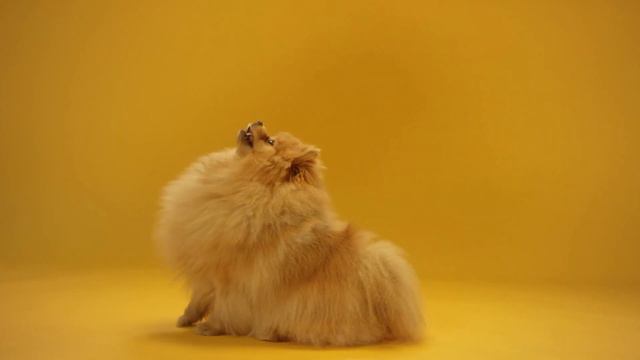 Pomerania смотреть онлайн