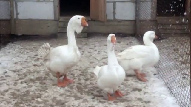 Гуси-Холмогоры смотреть онлайн