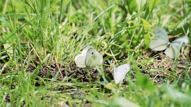 красивые цветы