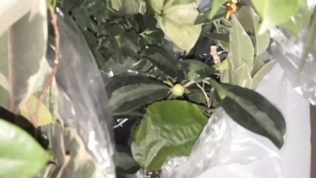 Переезд растений в другой город смотреть онлайн