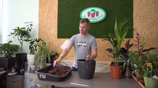 пересадка Ховеи и уход за пальмой в домашних условиях смотреть онлайн