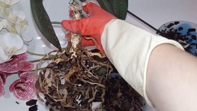 Обновляю старенькую орхидею. Сухие корни орхидеи.Цветоносы. смотреть онлайн