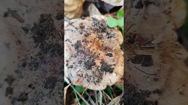 Рядовка тополёвая .Tricholoma populinum . смотреть онлайн
