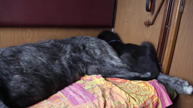 Ирландские волкодавы в поезде Москва-София, 2