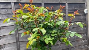 Розы в саду 2022. Роза весной. Уход и обработка роз. Растет ли розы без обработки?