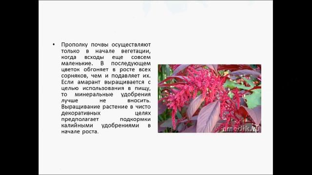 АМАРАНТ смотреть онлайн