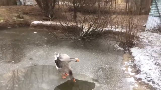 С Днём Моржа!?? смотреть онлайн