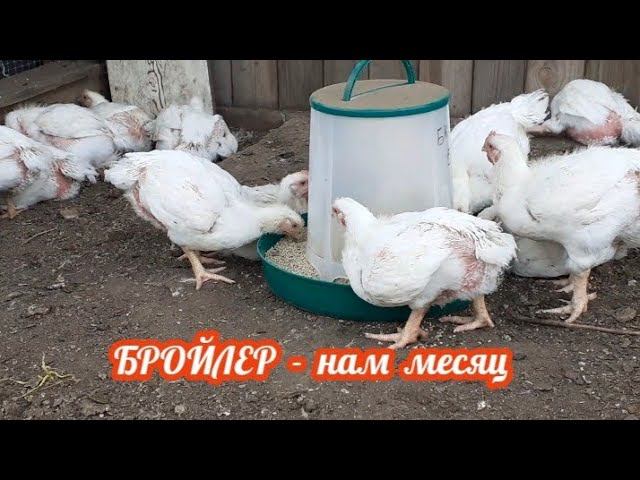 Наш уличный бройлер....нам месяц.... смотреть онлайн