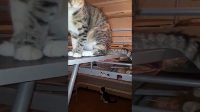 Кошки в тесноте да не в обиде. смотреть онлайн