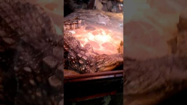 Отдыхаю в Казани , зоопарк !!!