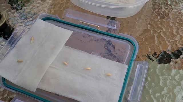 100% РАССАДА ОГУРЦОВ ЭТО ЛЕГКО И РЕАЛЬНО. ВСЕ СЕМЕНА ВЗОШЛИ И РАСТУТ КАК НА ДРОЖЖАХ. Рассада ОГУРЦО смотреть онлайн