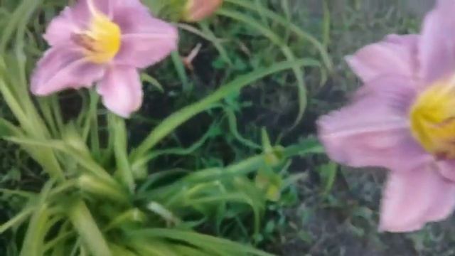 Неприхотливые лилейники. Сорта лилейников. Мои любимые многолетники. смотреть онлайн