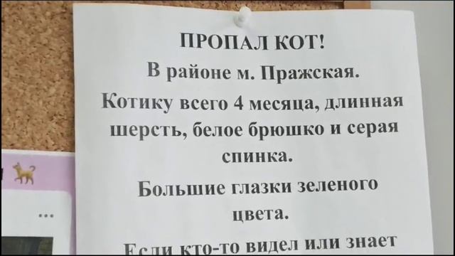 ДОСКА ОБЬЯВЛЕНИЙ О ЖИВОТНЫХ. Ветклиника Беланта 10.01.2024 смотреть онлайн