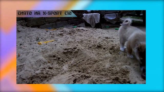 VLOG И опять злая собака кидается на людей и детей и ноги / people and children and legs смотреть онлайн