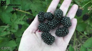 БЖЕЗИНА ежевика раннего срока созревания