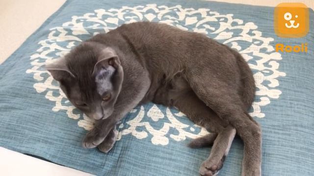 Голубая кошка корат: фото, описание породы и особенности" смотреть онлайн