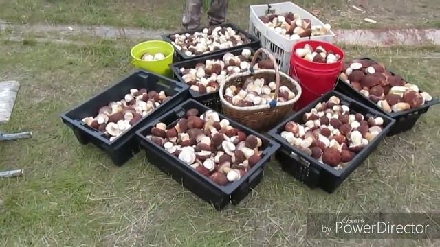 белый грибборовик! Караул!!!Столько много грибов я ещё не видел! сборка сушка грибов смотреть онлайн