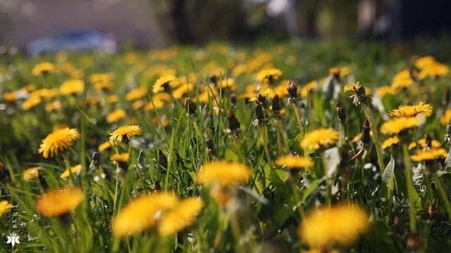 Расслабляющая музыка ? лечебная музыка для сердца и сосудов, релакс, музыка для души смотреть онлайн