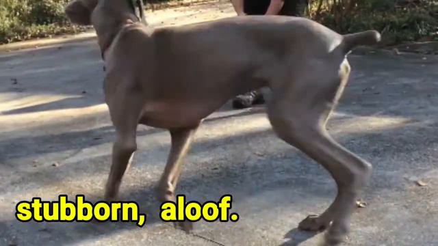 Labrador vs Weimaraner dog breeds. смотреть онлайн