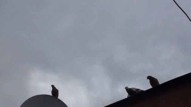 Бойные Голуби Булкин Василий. Кривой Рог. +38(067)162-98-57 моб. смотреть онлайн