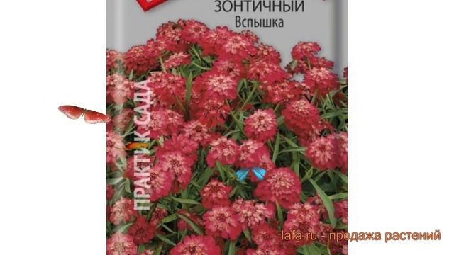 Иберис зонтичный Зонтичный Вспышка ? обзор: как сажать, семена ибериса Зонтичный Вспышка