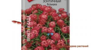 Иберис зонтичный Зонтичный Вспышка ? обзор: как сажать, семена ибериса Зонтичный Вспышка