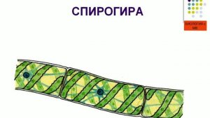Колониальные и многоклеточные организмы. 5 КЛАСС