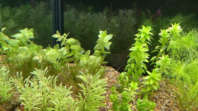 Бакопа Колората (Bacopa sp. Colorata) условия содержания в моем аквариуме. смотреть онлайн