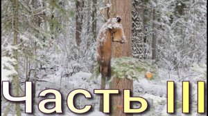 Обзор проходных капканов: КПя-120, КПя-140, КП-120, КП-140, КА-2У. Способы установки. Часть III.