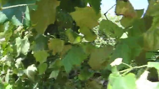 Дача, ежевика, 1 августа 2021 смотреть онлайн