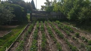 Что лучше при поливе картофеля: дождевальная установка или капельный полив.