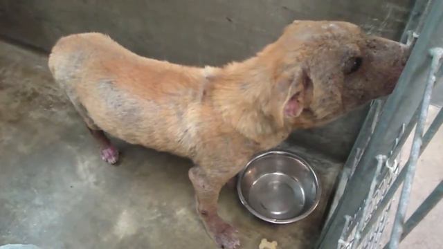 Lambert the Sharpei Mix puppy with severe demodex mange смотреть онлайн