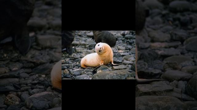 Милые морские котики???❤? смотреть онлайн