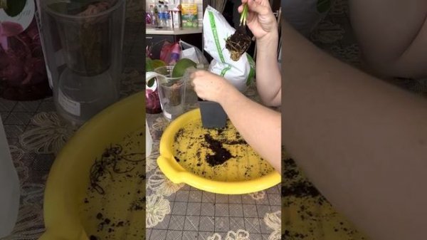 Зиферантес