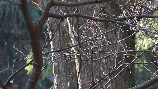 Тайна летающих стержней раскрыта. Это мошки + выдержка камеры при съемке дает такой эффект. смотреть онлайн