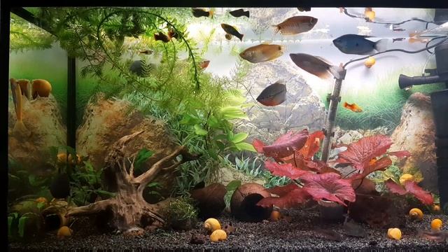 Мой аквариум спустя 2 года!!!! смотреть онлайн