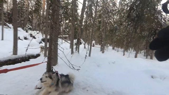 Лыжное фиаско! смотреть онлайн