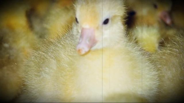 Гуси породы Датский Легарт особенности содержания и разведения смотреть онлайн