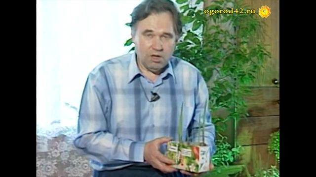 Подращивание детки гладиолусов. Применение агроприемов. смотреть онлайн