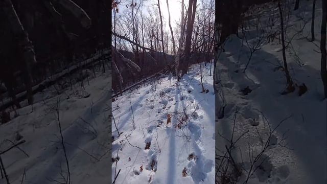 Трудовая охота на изюбря!