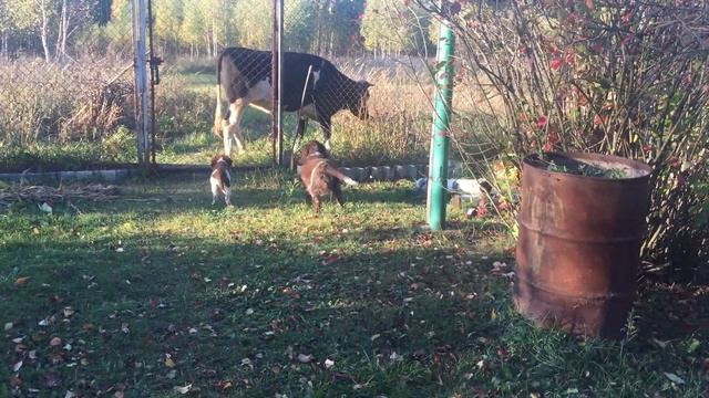 Вахтельхунд, щенки, немецкая перепелиная собака смотреть онлайн