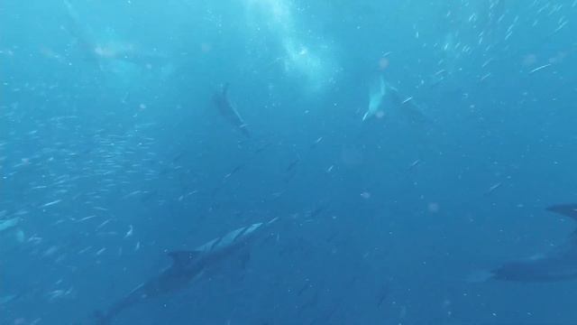 Dolphins in the ocean (Дельфины в океане) смотреть онлайн