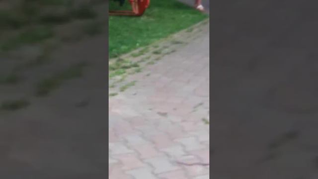 Малыш такса🐕Играем на улице с щенком💟 смотреть онлайн