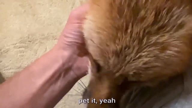 Алиса лиса. Мокрая лиса и диван (Wet fox and sofa). смотреть онлайн