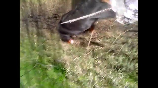 ДРЕССИРОВКА И ВОСПИТАНИЕ РОТВЕЙЛЕРА.Собака тянет не слушантся.Разбираем видео Дениса смотреть онлайн