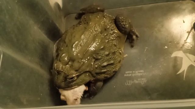 Лягушка водонос сражается и ест молодую крысу смотреть онлайн