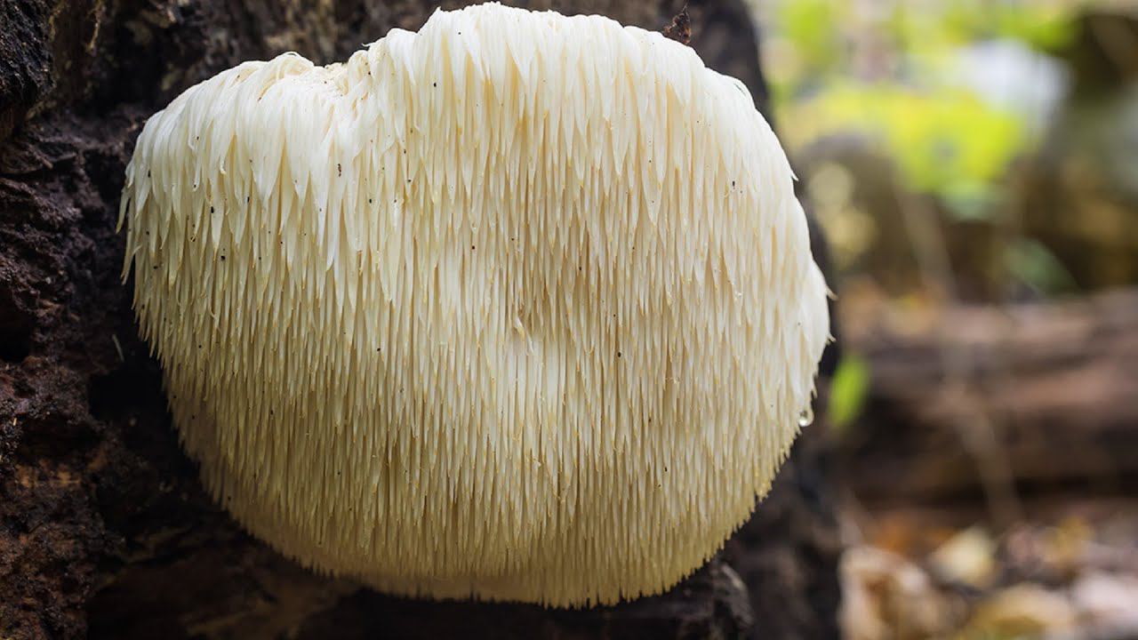 Ежовик Гребенчатый против Инсульта смотреть онлайн