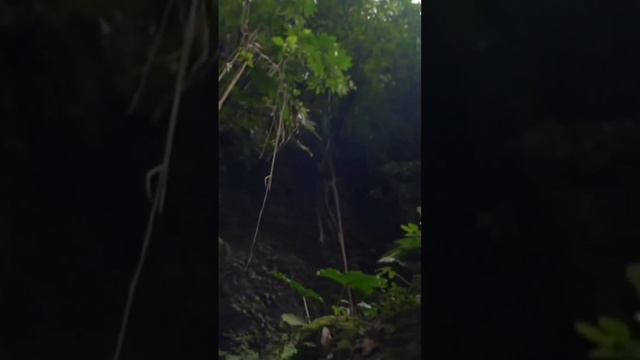 Amazon jungle #science #sciencefacts #facts #fact #reelitfeelit #viral #amazon #jungle #forest смотреть онлайн