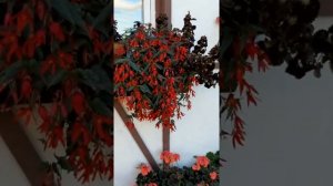 боливийская бегония